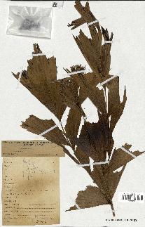 spécimen de Caryota urens