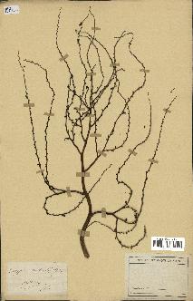spécimen de Corypha australis
