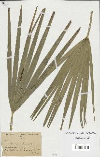 spécimen de Chamaerops humilis