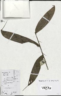 spécimen de Bactris gastoniana