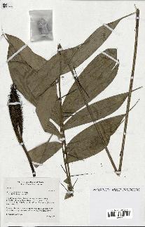 spécimen de Bactris gastoniana