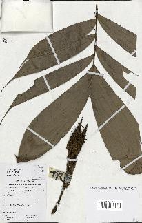 spécimen de Bactris gastoniana
