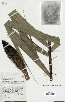 spécimen de Bactris rhaphidacantha