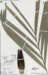 spécimen de Bactris rhaphidacantha