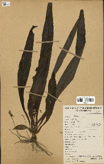 spécimen de Chlorophytum stenopetalum