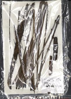 spécimen de Calamus sp.