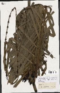 spécimen de Calamus sp.