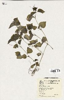 spécimen de Peperomia pellucida