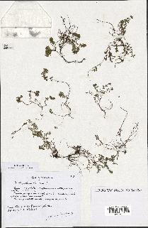 spécimen de Thymus serpyllum