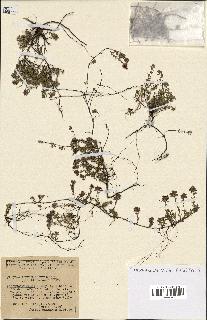 spécimen de Thymus serpyllum