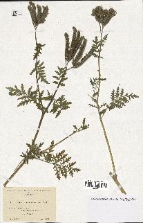 spécimen de Phacelia tanacetifolia