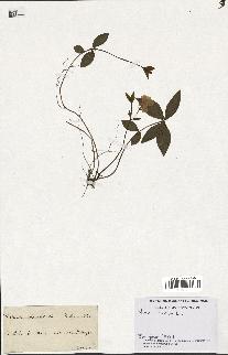 spécimen de Vinca minor