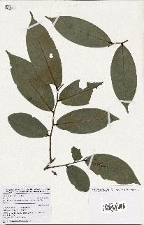 spécimen de Xylopia aethiopica