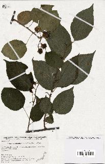 spécimen de Actinidia polygama