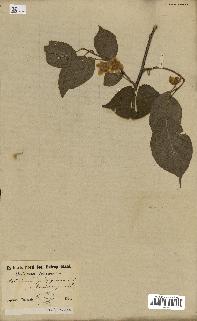 spécimen de Actinidia polygama