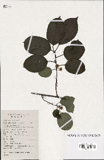 spécimen de Actinidia polygama