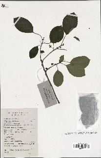 spécimen de Actinidia polygama