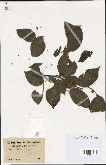 spécimen de Actinidia polygama