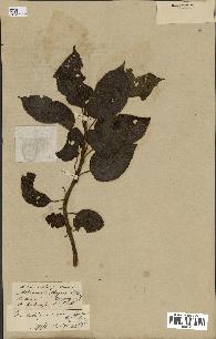 spécimen de Actinidia strigosa