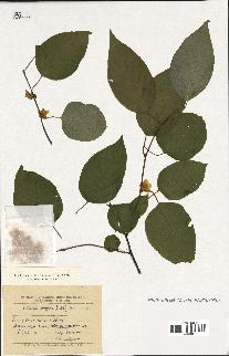 spécimen de Actinidia polygama