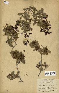 spécimen de Quercus coccifera