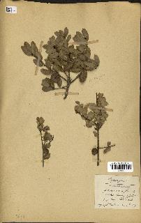 spécimen de Quercus coccifera