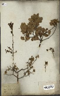 spécimen de Quercus coccifera