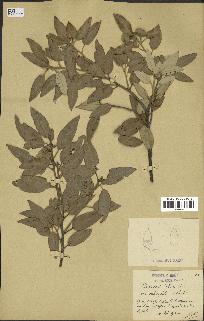 spécimen de Quercus ilex