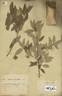 spécimen de Quercus ilex