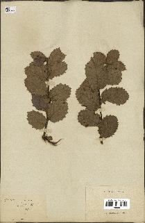 spécimen de Quercus ilex