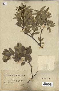 spécimen de Quercus ilex