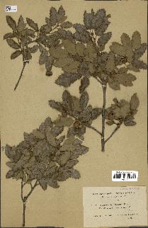 spécimen de Quercus faginea