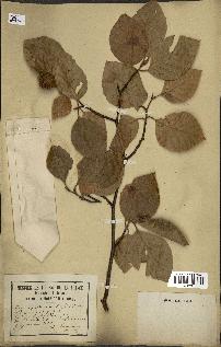 spécimen de Fagus silvatica