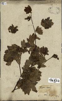 spécimen de Fagus silvatica