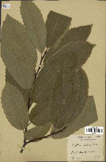 spécimen de Castanea vulgaris