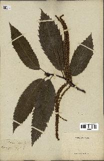 spécimen de Castanea vulgaris