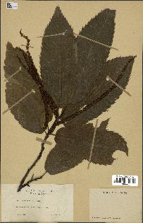 spécimen de Castanea vulgaris