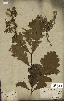 spécimen de Quercus macrocarpa