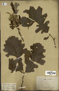 spécimen de Quercus macrocarpa