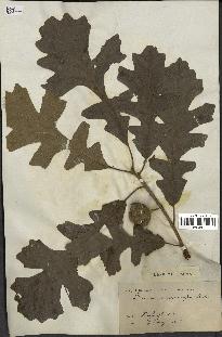 spécimen de Quercus macrocarpa