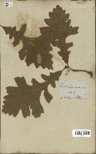 spécimen de Quercus macrocarpa