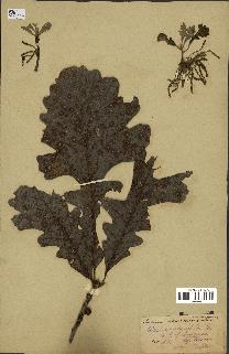 spécimen de Quercus macrocarpa