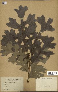 spécimen de Quercus macrocarpa