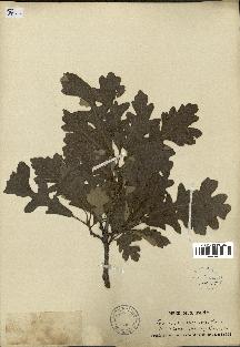 spécimen de Quercus macrocarpa