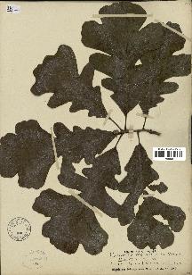 spécimen de Quercus macrocarpa