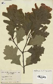 spécimen de Quercus macrocarpa