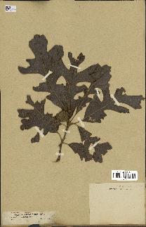 spécimen de Quercus macrocarpa