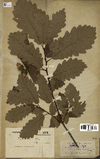 spécimen de Quercus robur