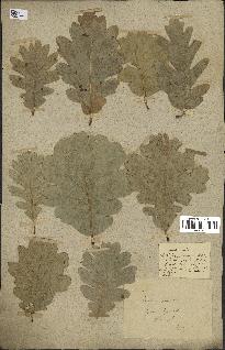 spécimen de Quercus pubescens