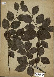 spécimen de Fagus sylvatica